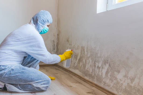 Licensed Mold Removal service in Washington, NC - WQB Mold Removal